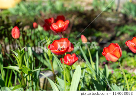 Shiny in the sunlight blooming tulips on a background of green foliage. 114068098