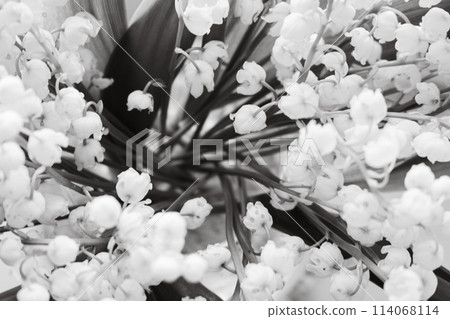 Beautiful lily of the valley bouquet, monochrome. Lily of the valley closeup, black and white. Wild spring flowers concept. Tenderness and purity concept. Aroma white flowers. Romance background. 114068114
