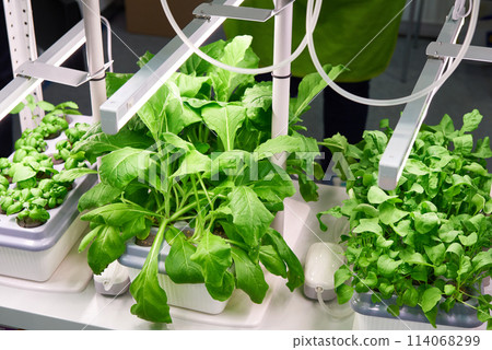 Cultivation of plants by modern methods Cultivation of plants by modern methods 114068299