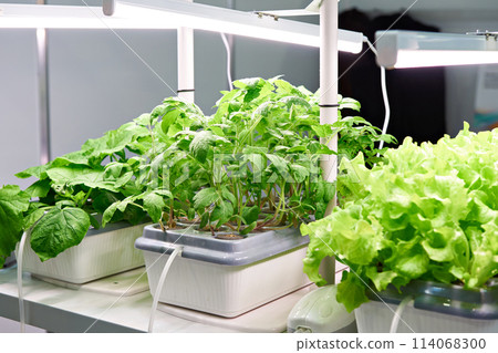 Cultivation of plants by modern methods 114068300