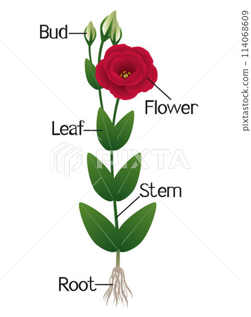 Parts of eustoma plant isolated on a white background. 114068609
