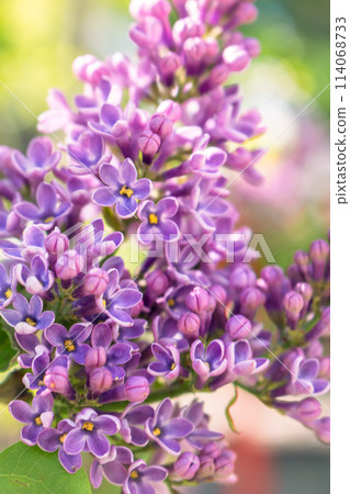 Lilac flower in the garden. Purple lilac bush close up. Violet lilac in bloom. Springtime nature. April nature landscape. Lucky flower of lilac. Beauty in nature. Lilac flower in the garden. Purple lilac bush close up. Violet lilac in bloom. Springtime nature. April nature landscape. Lucky flower of lilac. Beauty in nature. 114068733