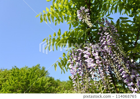 Wisteria flowers blooming in the countryside in late spring Wisteria flowers blooming in the countryside in late spring 114068765