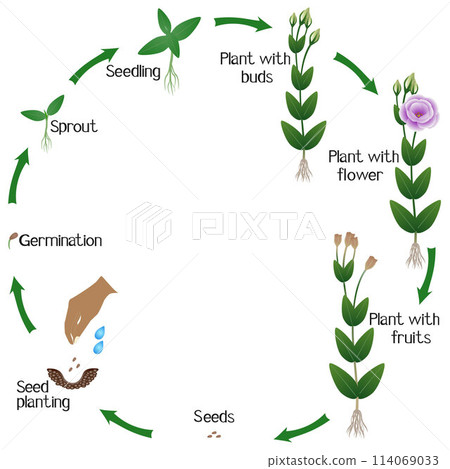 A growth cycle of a eustoma flowers on a white background. A growth cycle of a eustoma flowers on a white background. 114069033