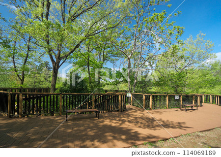 Noyamakita Park Adventure Forest Observation Deck in the Sayama Hills, surrounded by fresh greenery 114069189