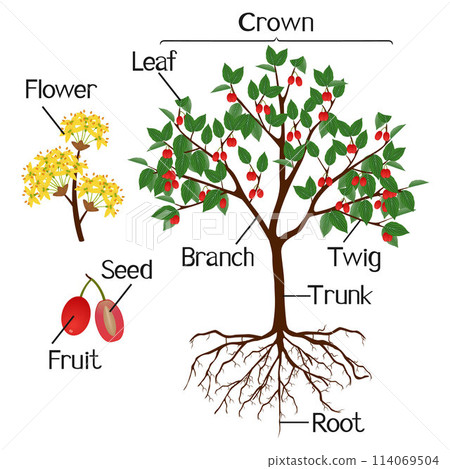 Parts of dogwood plant isolated on a white background. 114069504