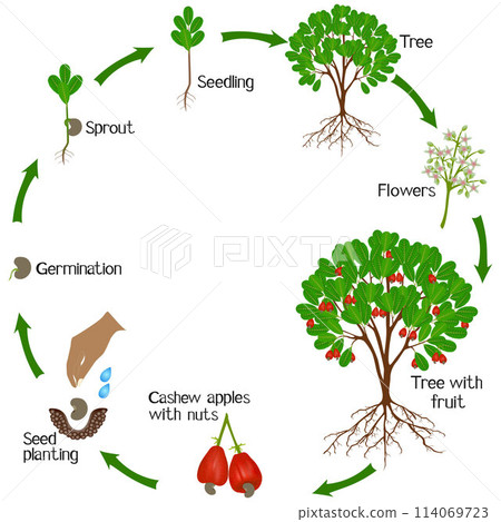 A growth cycle of cashew plant on a white background. A growth cycle of cashew plant on a white background. 114069723