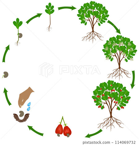 Life cycle of a cashew plant on a white background. Life cycle of a cashew plant on a white background. 114069732