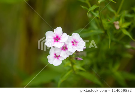 Phlox flowers in summer garden. 114069882