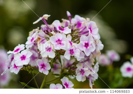 Phlox flowers in summer garden. 114069883