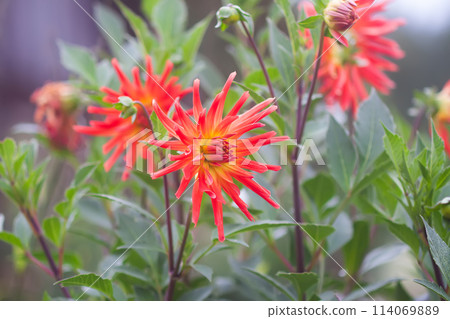 A closeup view of a red Dahlia pinnata garden flower. 114069889