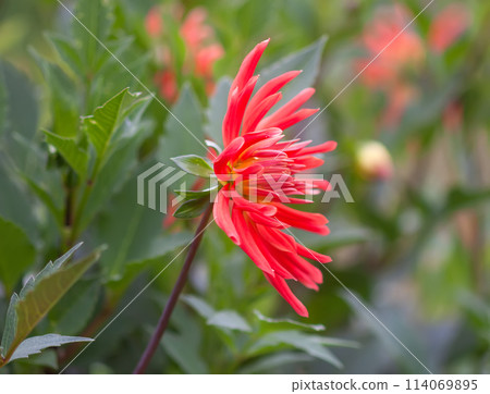 A closeup view of a red Dahlia pinnata garden flower. 114069895