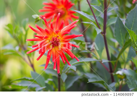 A closeup view of a red Dahlia pinnata garden flower. A closeup view of a red Dahlia pinnata garden flower. 114069897
