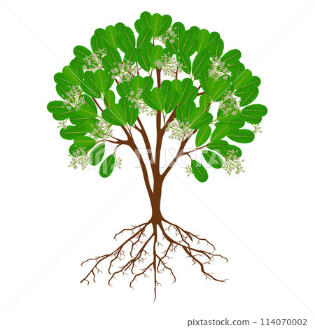 Blooming cashew tree with roots isolated on white background. Blooming cashew tree with roots isolated on white background. 114070002