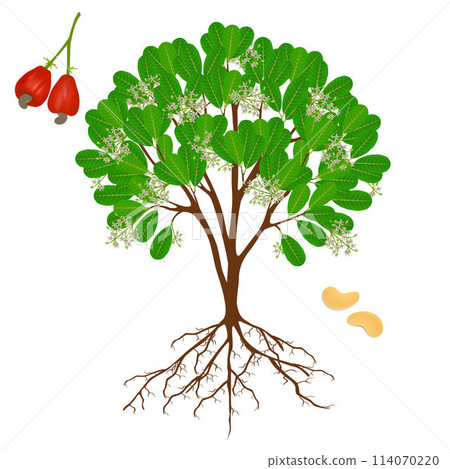 Blooming cashew tree with flowers and fruits on white. Blooming cashew tree with flowers and fruits on white. 114070220