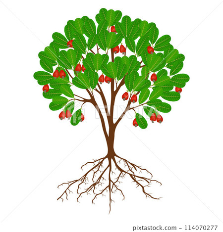 Cashew nut tree with fruits and roots on a white background. 114070277