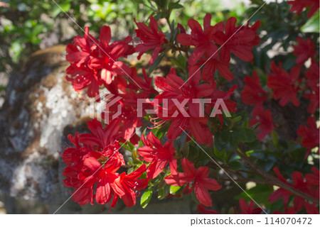 Red azalea flowers blooming in a garden in late spring Red azalea flowers blooming in a garden in late spring 114070472