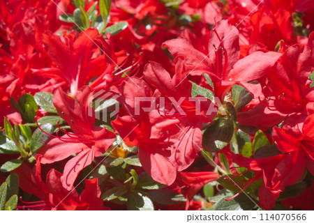 Red azalea flowers blooming in a garden in late spring Red azalea flowers blooming in a garden in late spring 114070566