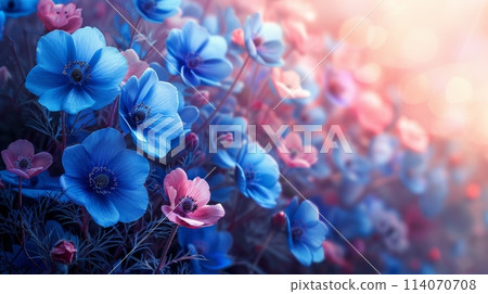 Vibrant Blue and Pink Flowers Under Sunlight 114070708