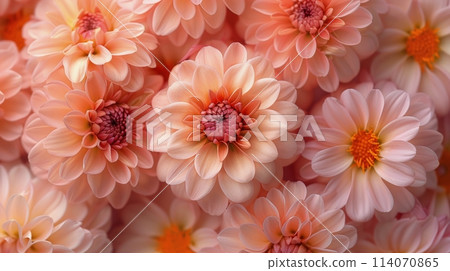 Cluster of Pink Flowers With Orange Centers 114070865