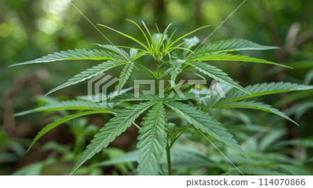 Close Up of Marijuana Plant With Blurry Background Close Up of Marijuana Plant With Blurry Background 114070866