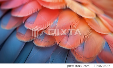Close Up of Colorful Bird Feathers Close Up of Colorful Bird Feathers 114070886