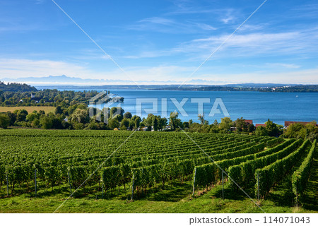 Bodensee Panorama: Alps on the Horizon, Vineyards, and Pastoral Beauty. Alpine Horizon: Bodensee, Vineyards, and Quaint Villages in the German Countryside. Vineyard Vistas: Bodensee, Alpine Peaks, and 114071043