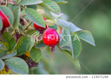 Ripe red rosehips berries on bush. Ripe red rosehips berries on bush. 114071266