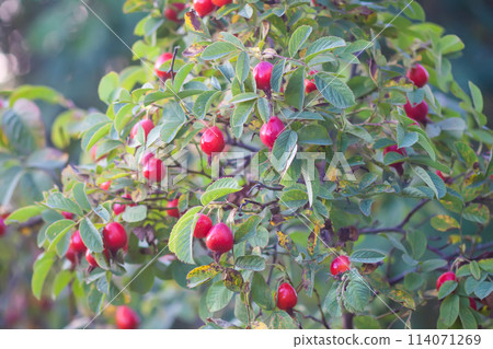 Ripe red rosehips berries on bush. Ripe red rosehips berries on bush. 114071269