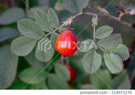 Ripe red rosehips berries on bush. Ripe red rosehips berries on bush. 114071270