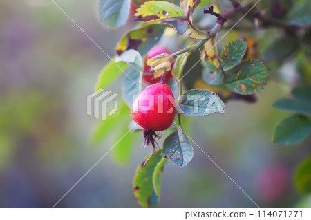 Ripe red rosehips berries on bush. Ripe red rosehips berries on bush. 114071271
