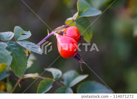 Ripe red rosehips berries on bush. Ripe red rosehips berries on bush. 114071272