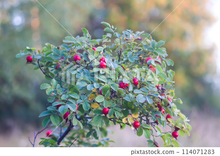 Ripe red rosehips berries on bush. Ripe red rosehips berries on bush. 114071283