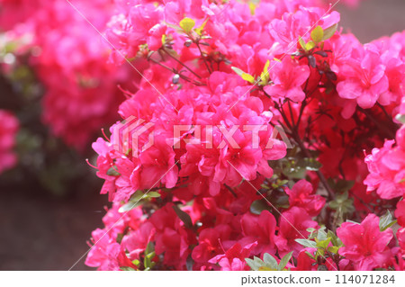 Pink flowers of rhododendron in spring park. Pink flowers of rhododendron in spring park. 114071284