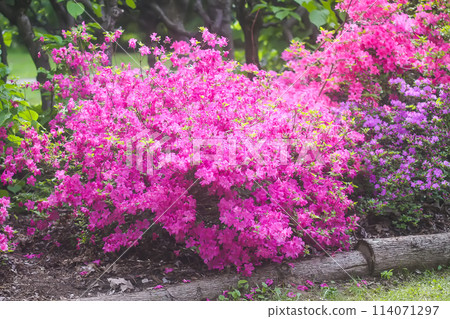 Pink flowers of rhododendron in spring park. 114071297
