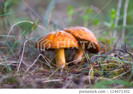 Boletus mushrooms grow in the forest. Boletus mushrooms grow in the forest. 114071302