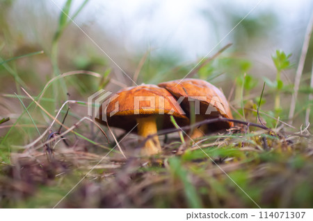 Boletus mushrooms grow in the forest. Boletus mushrooms grow in the forest. 114071307