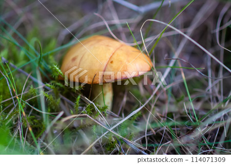 Boletus mushroom grow in the forest. Boletus mushroom grow in the forest. 114071309