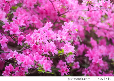 Pink flowers of rhododendron in spring park. Pink flowers of rhododendron in spring park. 114071310