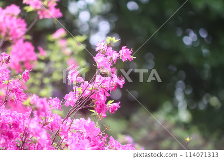 Pink flowers of rhododendron in spring park. 114071313