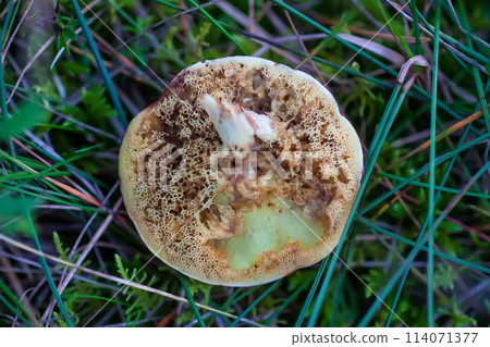 Wormy boletus mushroom. White fungi with worms. 114071377