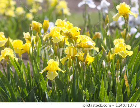 Blooming iris flowers in summer garden background. Beautiful cultivated flowers. 114071378