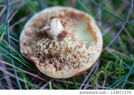 Wormy boletus mushroom. White fungi with worms. 114071379