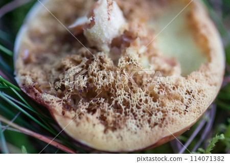 Wormy boletus mushroom. White fungi with worms. Wormy boletus mushroom. White fungi with worms. 114071382