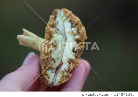 Wormy boletus mushroom. White fungi with worms. 114071383