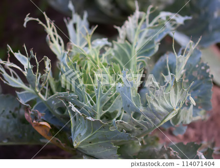 Young cabbage leaves, damaged by pests. 114071404