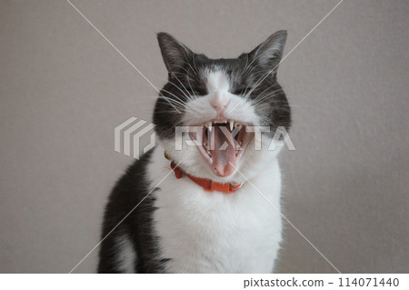 Yawning cat Yawning cat 114071440