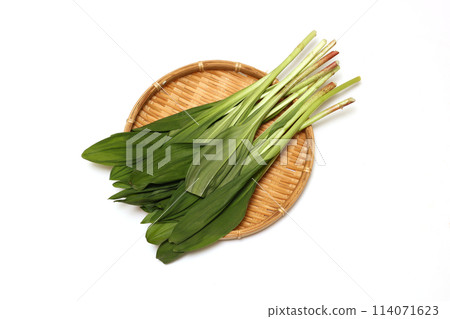 Wild garlic on a sieve on a white background Wild garlic on a sieve on a white background 114071623