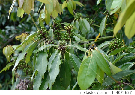 Young fruit of Shirodamo Young fruit of Shirodamo 114071657
