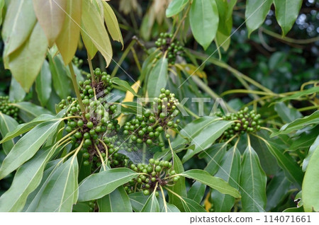 Young fruit of Shirodamo 114071661